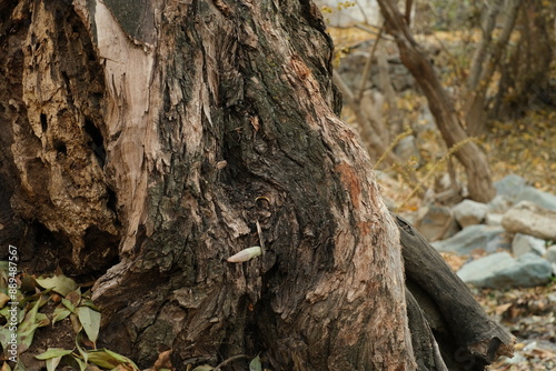 tree trunk with moss