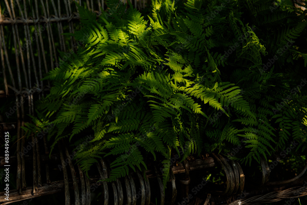 old wicker chair and fern branches. dark photo old wicker chair and fern branches. dark photo