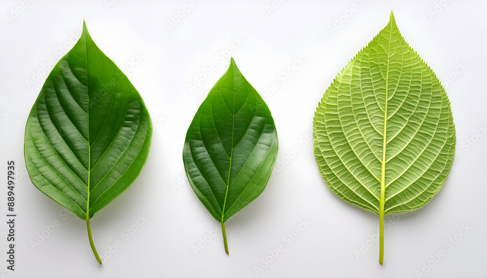 Three Green Leaves on White Background Three Green Leaves on White Background
