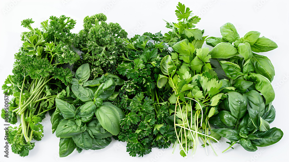 Fresh assorted herbs including basil, parsley, and cilantro, arranged on a white background, ideal for culinary and gardening applications. Fresh assorted herbs including basil, parsley, and cilantro, arranged on a white background, ideal for culinary and gardening applications.