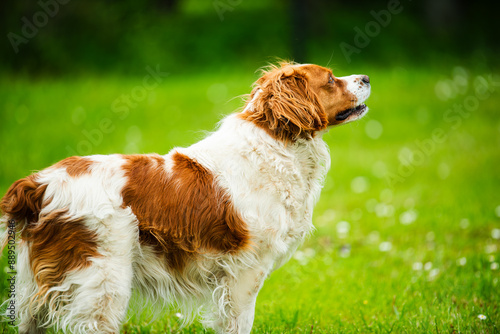 Brittany Spaniel dog walking through grass searching for a tracks photo