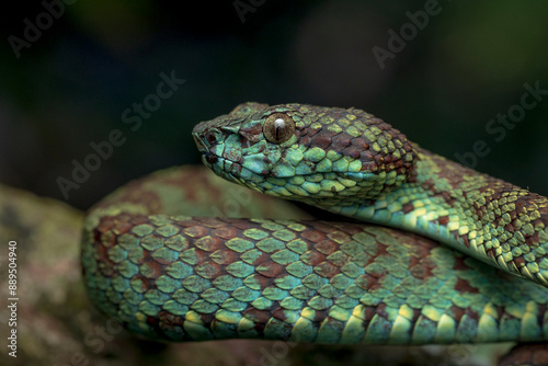 closeup portrait of malabar pit viper in greenish blue morph photo