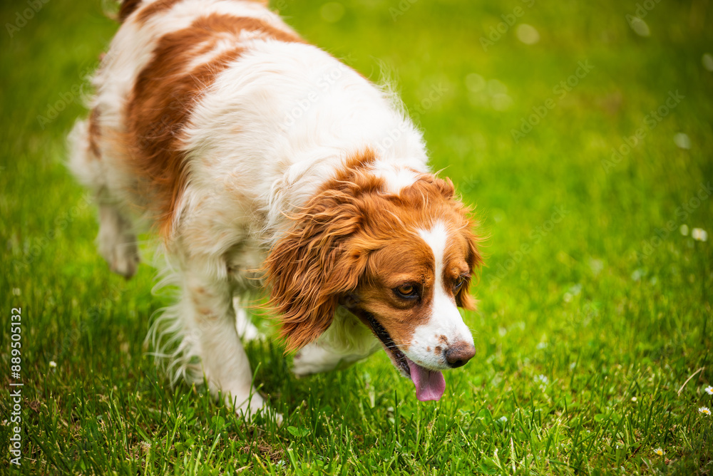 Brittany Spaniel dog walking through grass searching for a tracks