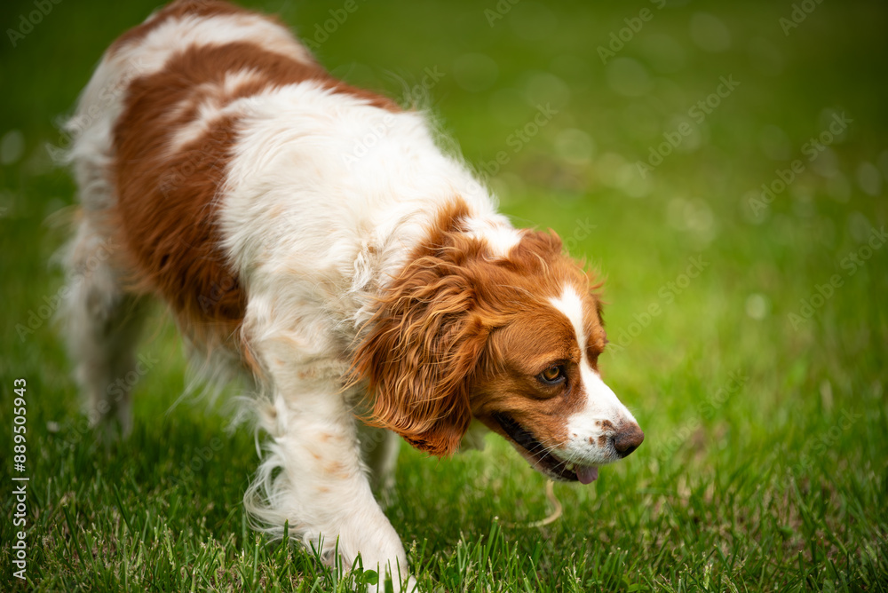 Brittany Spaniel dog walking through grass searching for a tracks Brittany Spaniel dog walking through grass searching for a tracks