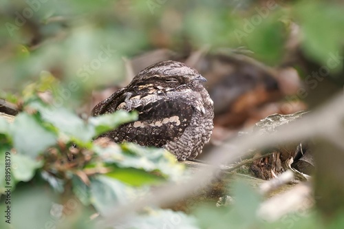 Close-up shot of a camouflaged nightjar bird resting on a tree branch behind blurred leaves photo