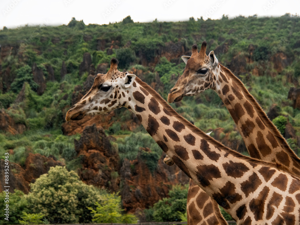 Fototapeta premium Giraffes in Cabárceno Park in Cantabria (Spain)
