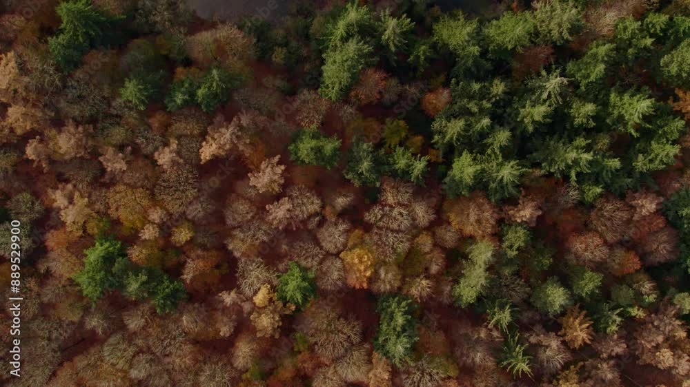 Aerial view of vibrant autumn forest with tranquil pond and bridge, Oudemirdum, Netherlands. Aerial view of vibrant autumn forest with tranquil pond and bridge, Oudemirdum, Netherlands.