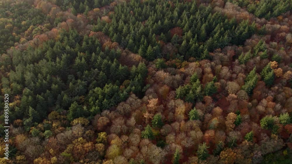 Aerial view of dense pine tree forest in autumn sunset, Oudemirdum, Friesland, Netherlands. Aerial view of dense pine tree forest in autumn sunset, Oudemirdum, Friesland, Netherlands.