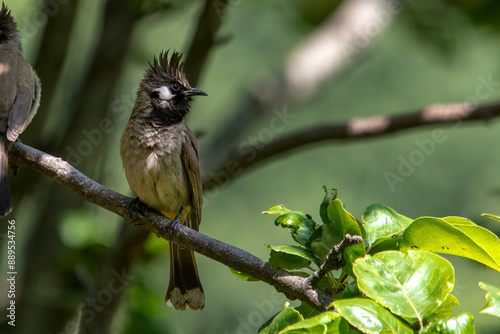 Photography Himalayan bulbul (Pycnonotus leucogenys), or white-cheeked bulbul, in Binsar in