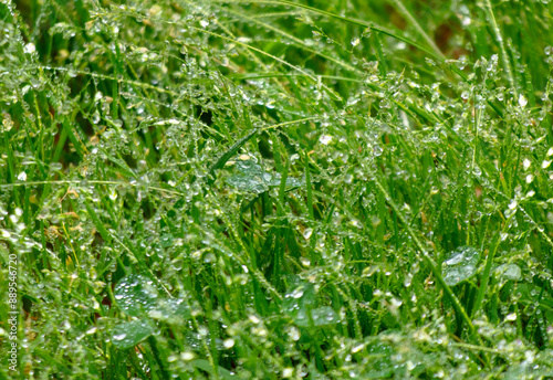 Water drops on green grass after rain