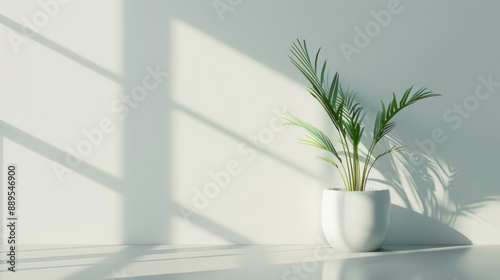 A Minimalistic Interior Design with a Palm Plant