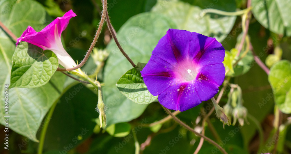 Ipomoea nile flower in nature Ipomoea nile flower in nature