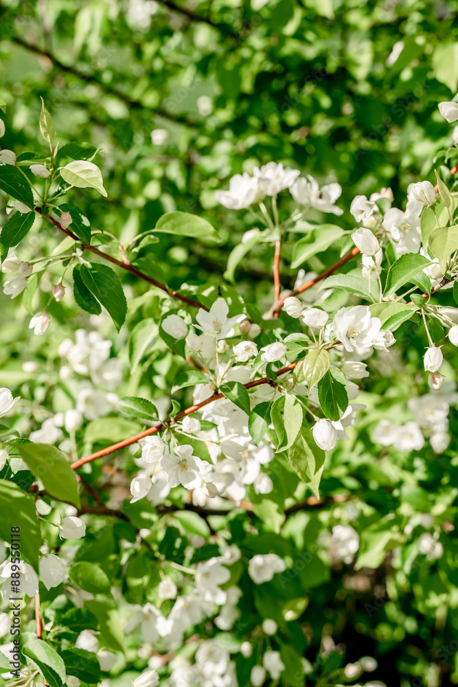 Bush with white flowers, natural background Bush with white flowers, natural background