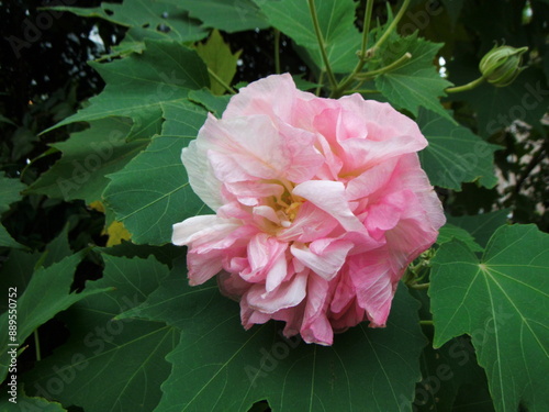 まだらなピンク色の酔芙蓉の花