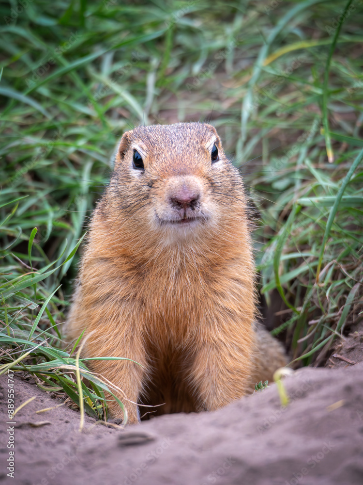 Prairie dog standing on its hind legs and looking around Prairie dog standing on its hind legs and looking around