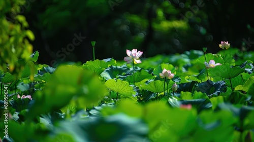 Lotus flowers in a lush green pond environment