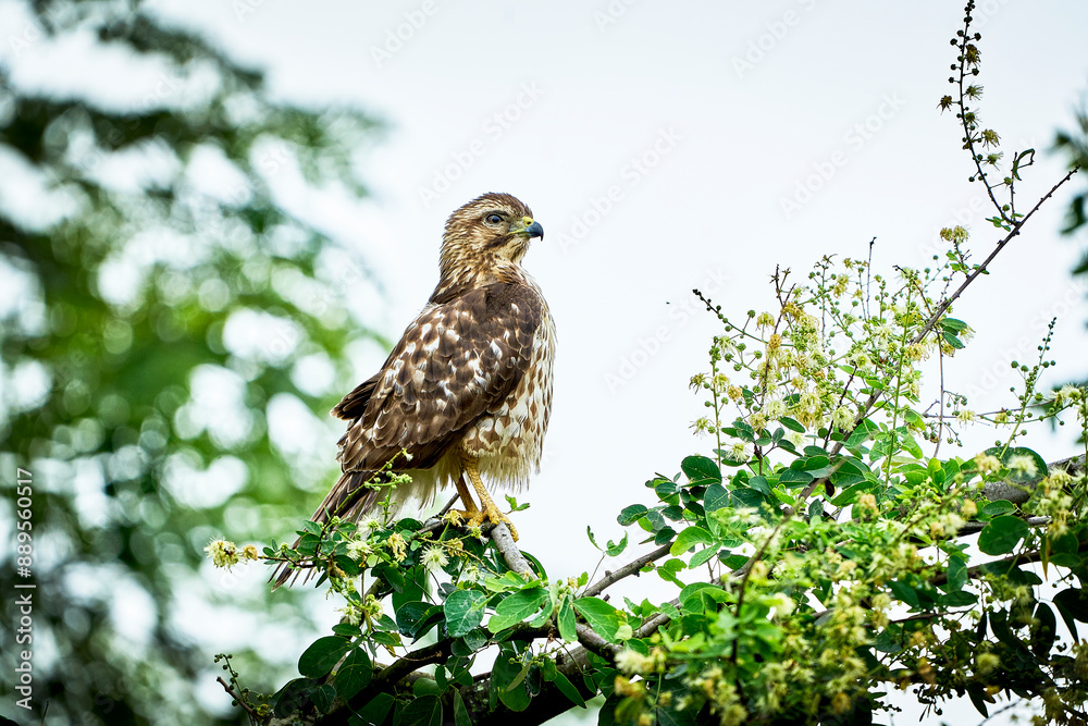 The bushhopper (Buteo magnirostris) is a medium-sized bird of prey, with dark brown plumage and light bands on the tail. It is found in Central and South America, inhabiting savannahs, grasslands and The bushhopper (Buteo magnirostris) is a medium-sized bird of prey, with dark brown plumage and light bands on the tail. It is found in Central and South America, inhabiting savannahs, grasslands and