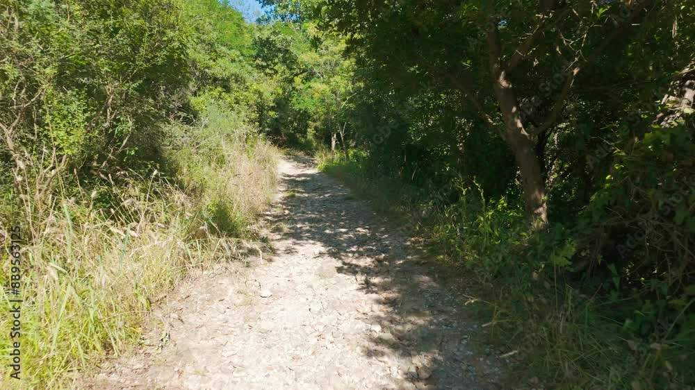 Scenic Sunny Forest Trail Through Lush Greenery and Trees for Hiking and Nature Exploration Scenic Sunny Forest Trail Through Lush Greenery and Trees for Hiking and Nature Exploration