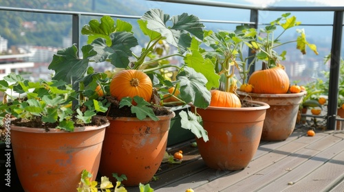 pumpkin seeds in large pots on a terrace overlooking the city generative ai