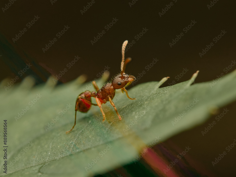 Myrmica rubra - common rabies walking on the edge of a green leaf Myrmica rubra - common rabies walking on the edge of a green leaf