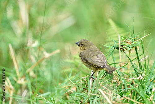 The yellow-bellied seedeater (Sporophila nigricollis) is a small bird with black plumage and bright yellow on the belly. Common in Central and South America, it lives in grasslands and open areas, fee photo