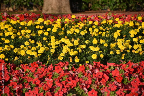 field of flowers