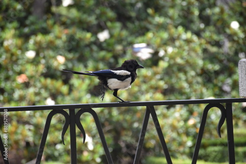 Bird running