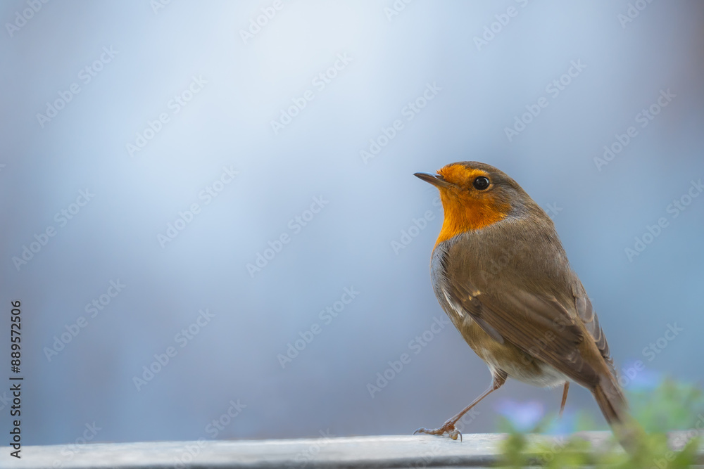 Fototapeta premium Rotkehlchen