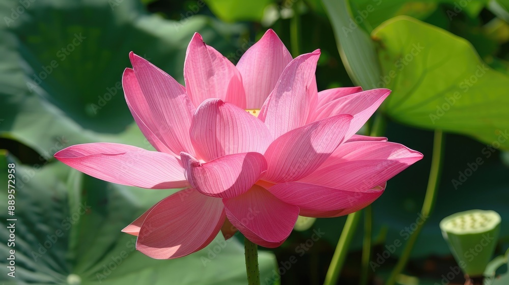 A beautiful pink lotus flower with its petals fully opened, basking in the sunlight. A beautiful pink lotus flower with its petals fully opened, basking in the sunlight.