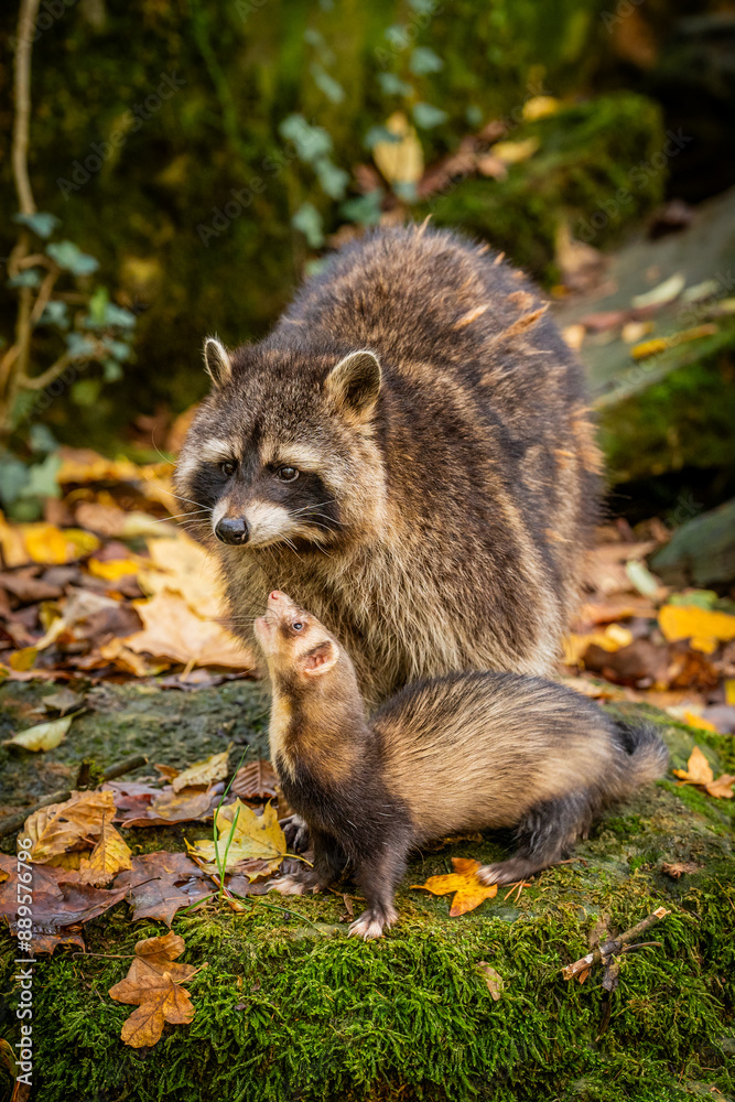 Fototapeta premium Wachbär mit Frettchen