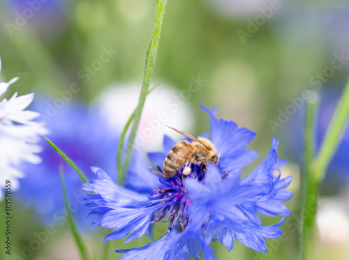 Honey Bee on Cornflower in Garden photo