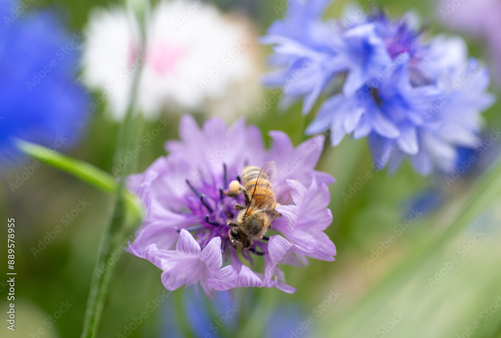 Close up of Honey Bee on Top of Cornflower Close up of Honey Bee on Top of Cornflower