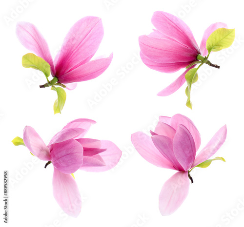 Many beautiful magnolia flowers isolated on white, set