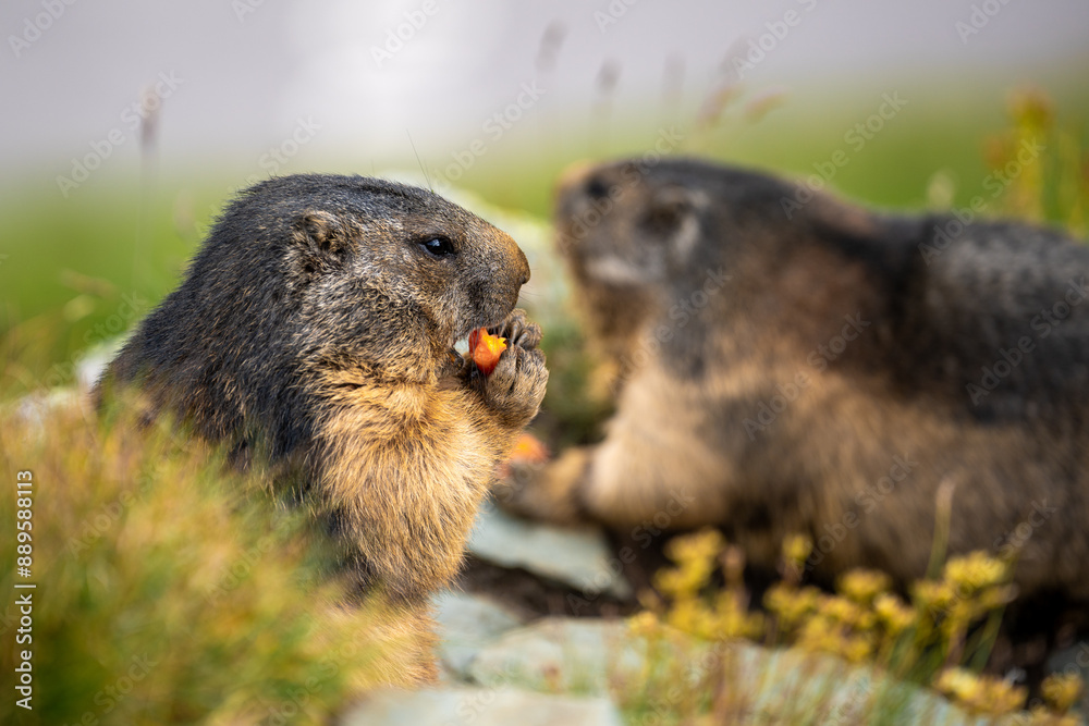 Murmeltiere essen Möhre Murmeltiere essen Möhre