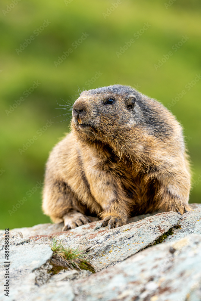 Naklejka premium Murmeltier