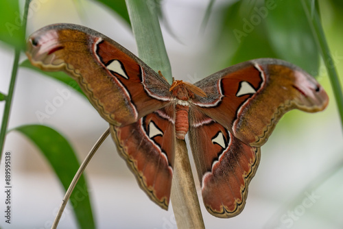 Atlasspinner Schmetterling