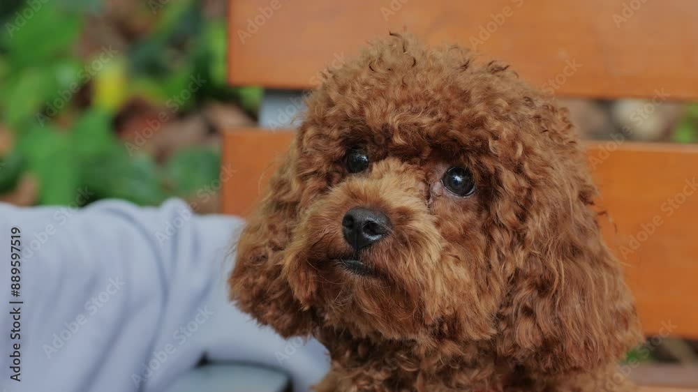 A brown poodle with fluffy coat is being held outdoors, showcasing its adorable features A brown poodle with fluffy coat is being held outdoors, showcasing its adorable features