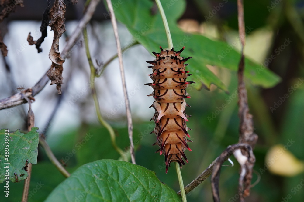 Troides aeacus is eating plant leaves. Troides aeacus is eating plant leaves.