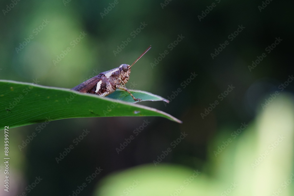 Grasshoppers are found in vegetable plots. Grasshoppers are found in vegetable plots.