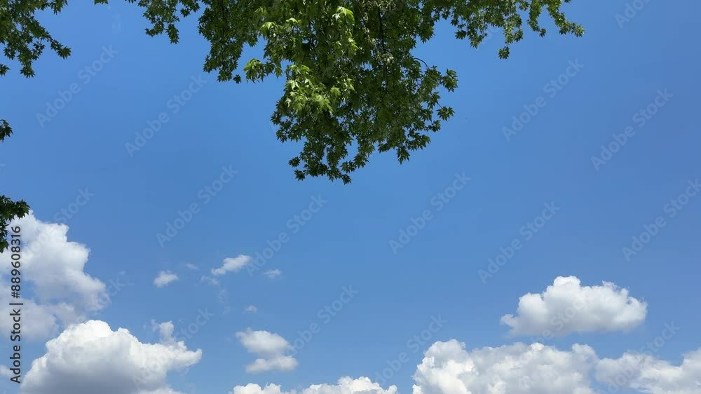 Green leaves of plane tree against blue sky and white clouds. Green leaves of plane tree against blue sky and white clouds.