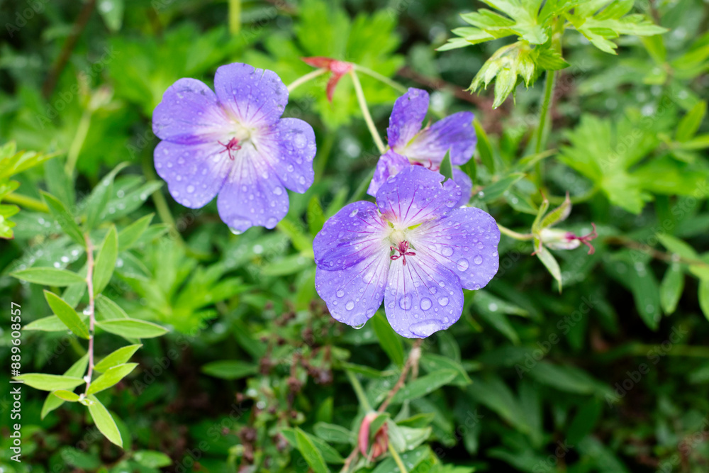 blue geranium flower