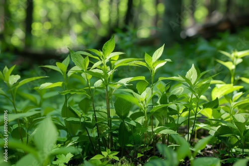 Lush Greenery of Forest Floor: Freshly Grown Plants in Natural Shade © kittipoj