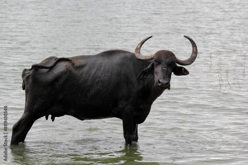 close up shot of buffalo italian buffalo and indian buffalo at water lake close up shot of buffalo italian buffalo and indian buffalo at water lake