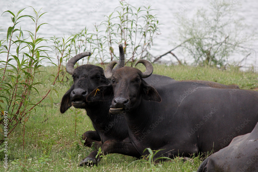 close up shot of buffalo italian buffalo and indian buffalo at water lake close up shot of buffalo italian buffalo and indian buffalo at water lake