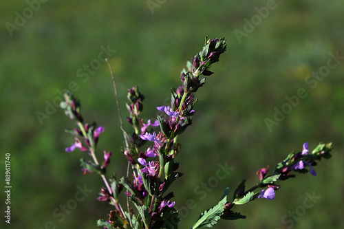 In summer, Teucrium chamaedrys grows in the wild among grasses photo