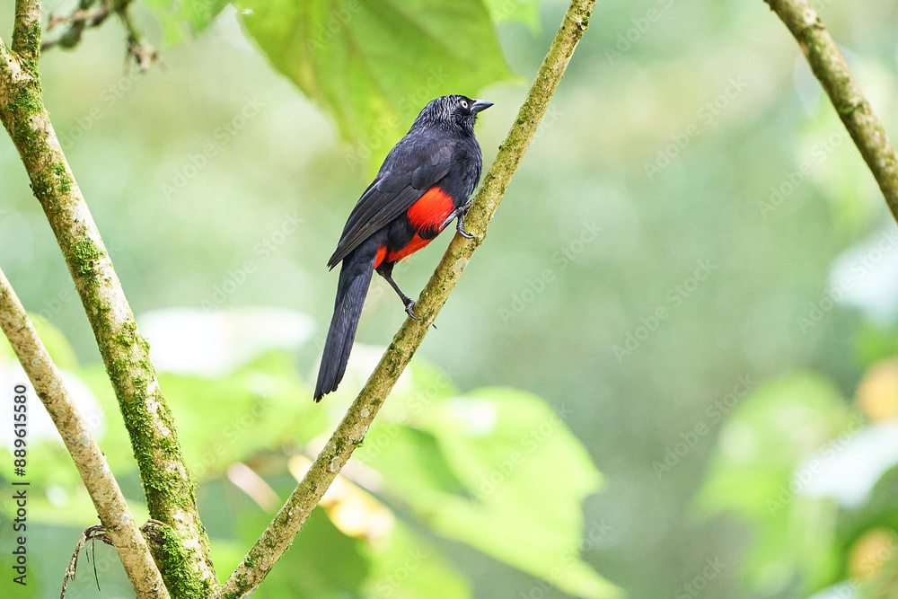 Red-rumped Chieftain (*HipopirHypopyrrhus pyrohypogaster). This bird is characterized by its black plumage with a distinctive bright red tail and lower abdomen. It is a species that lives in the tropi Red-rumped Chieftain (*HipopirHypopyrrhus pyrohypogaster). This bird is characterized by its black plumage with a distinctive bright red tail and lower abdomen. It is a species that lives in the tropi
