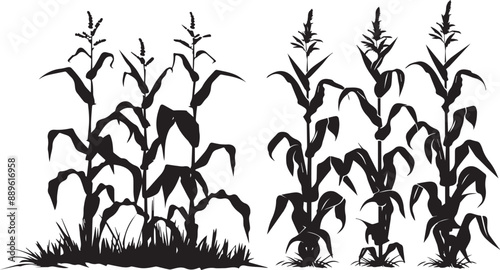 Silhouette growing corn with leaves of vegetable harvest