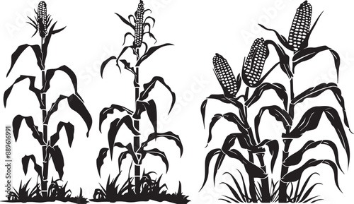 Silhouette growing corn with leaves of vegetable harvest