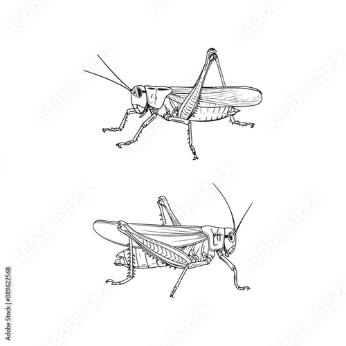 Set of grasshopper outline stroke artwork black and white vector illustration