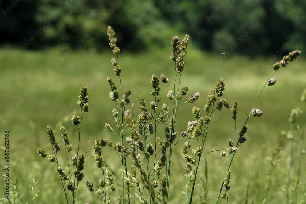 Obraz premium Field of grass